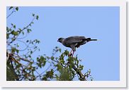 14SerengetiDayGameDrive - 141 * Dark Chanting-Goshawk.